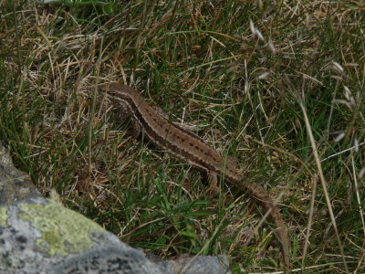 amphibians and reptiles