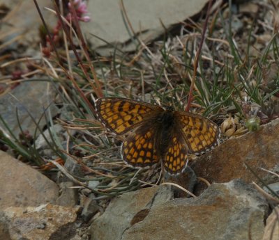 moths and butterflies