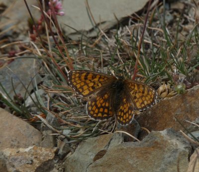 Melitaea parthenoides, Meadow fritillary