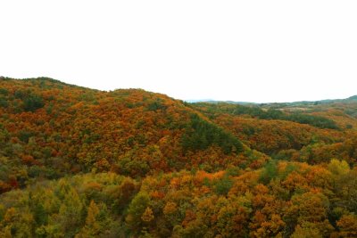 THE FURTHER NORTH WE TRAVELED THE MORE THE FALL FOLIAGE BURST INTO COLORS