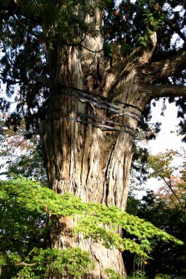 THE NEZUKO TREE - A DESIGNATED NATIONAL MONUMENT