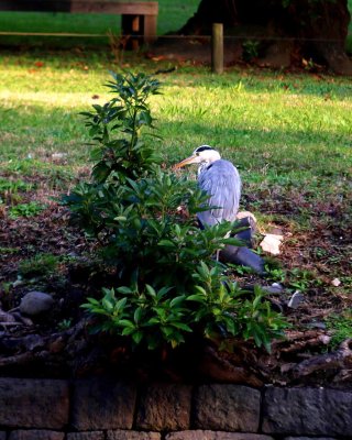 COMMON CRANE