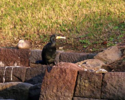 GREAT CORMORANT