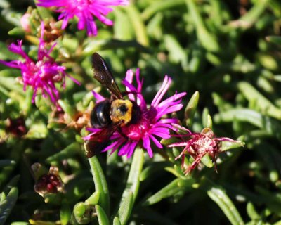BUMBLE BEE ON ICE PLANT BLOOM