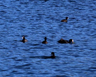 EUROPEAN COOTS