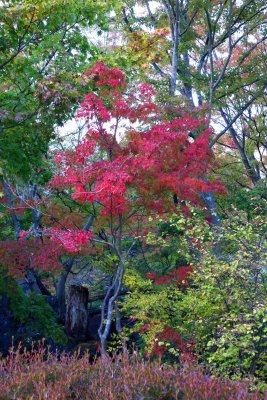 GROUNDS OF THE ITCHIKU KUBOTA MUSEUM - A AMAZING TEXTILE ARTIST