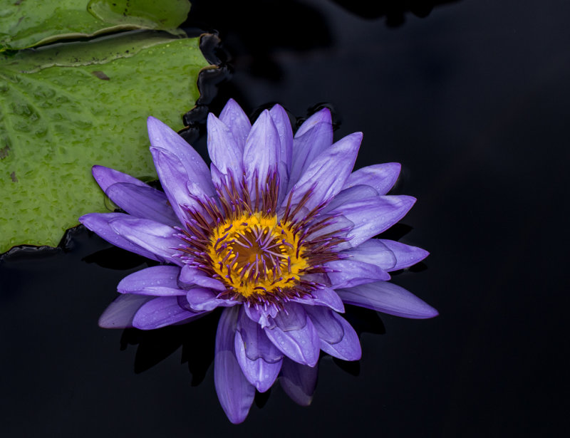 Longwood 17AUG2019-6923.jpg