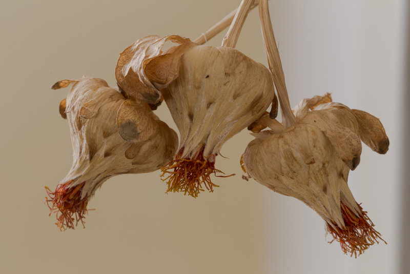 Trio of Seed Heads 30AUG2019-7293.jpg