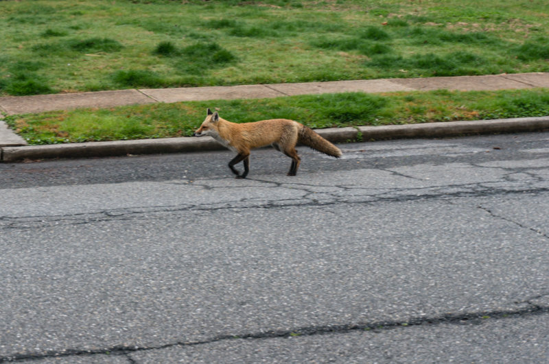 Fox_3-2499.jpg