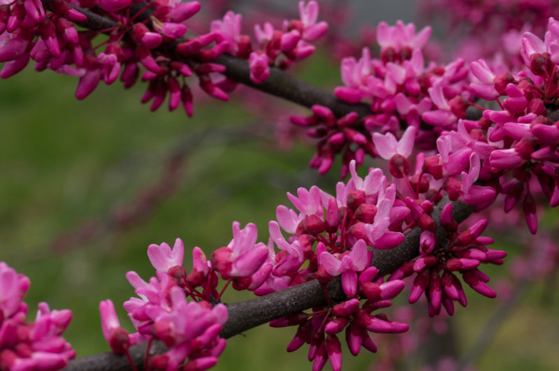 todays red bud-2544.jpg