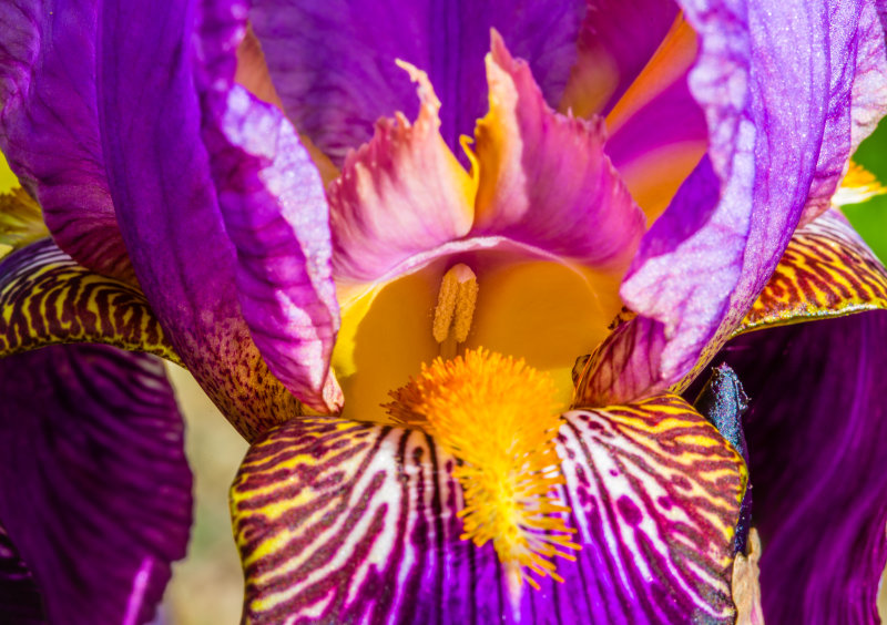 Iris over the top-8106.jpg