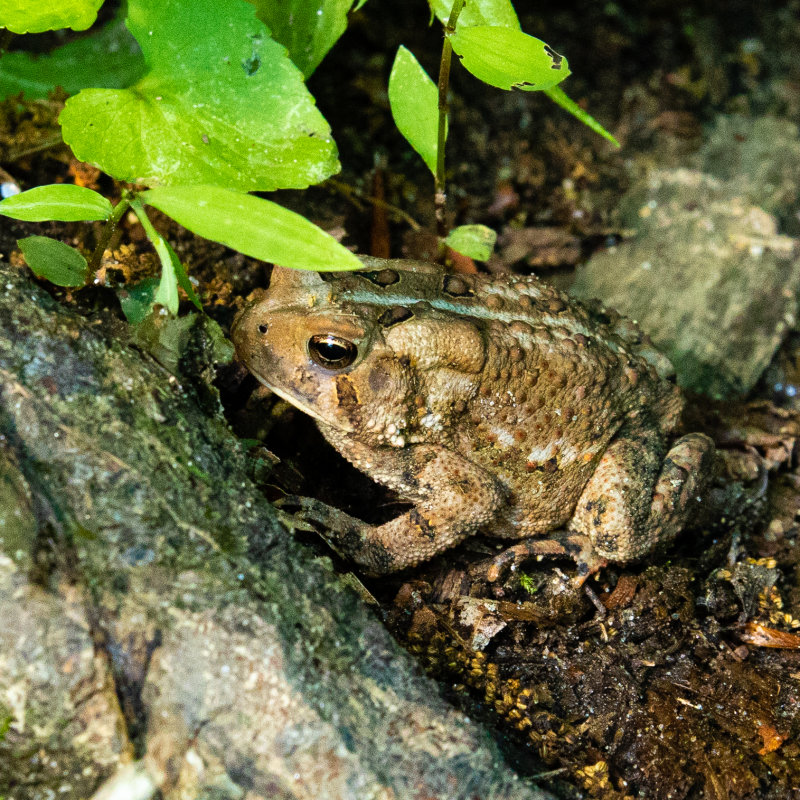 Toad1-0049.jpg