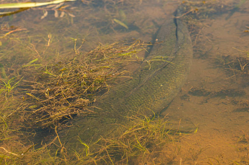 Turners Creek Snakehead-2864.jpg