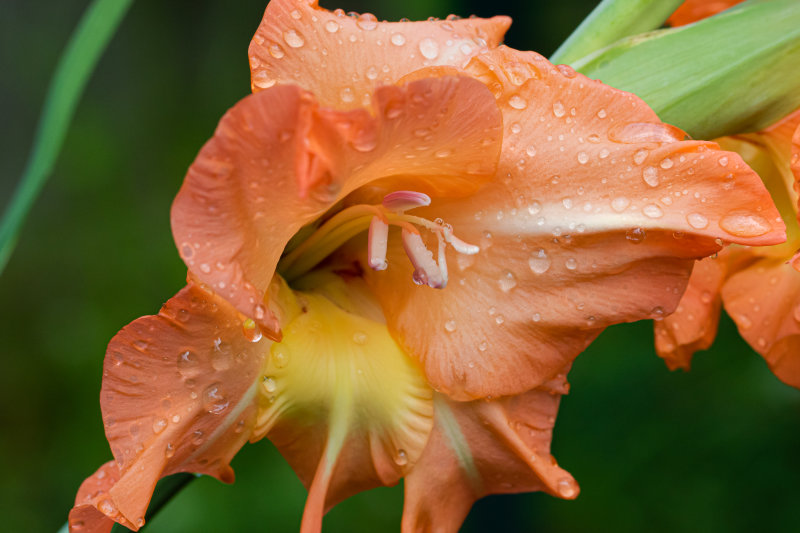 Flower2_27June-0336.jpg