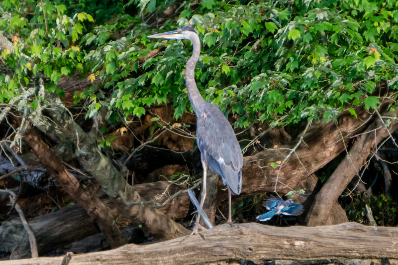 Turners Creek Heron and Friend-2871.jpg