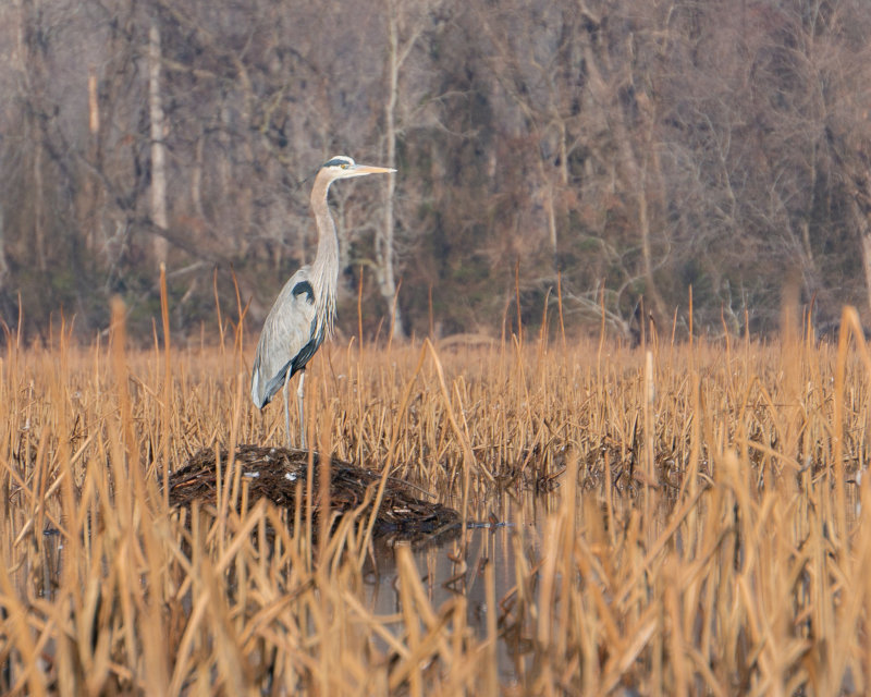 TurnersCreekHeron14JAN2021-3527.jpg