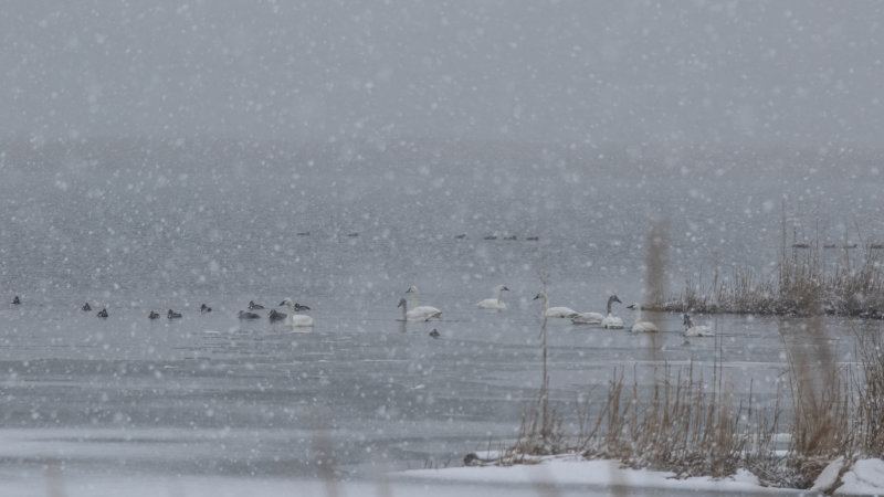 EasternNeckSwansmoreclarity-2019.jpg