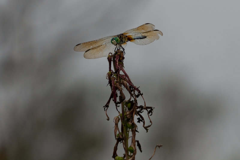 Mariners Point Dragon Fly_1-4187.jpg