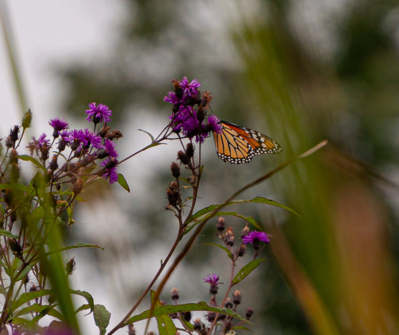 Mariners Point Butterfly_1-4181.jpg
