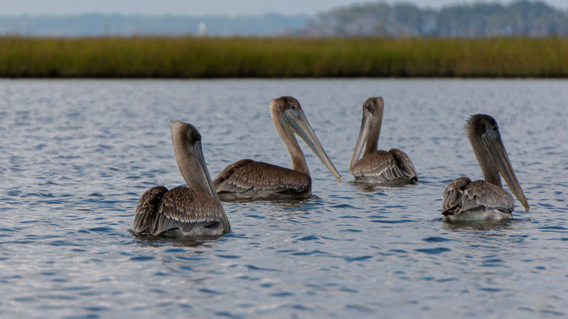 Four Pelicans-4513.jpg