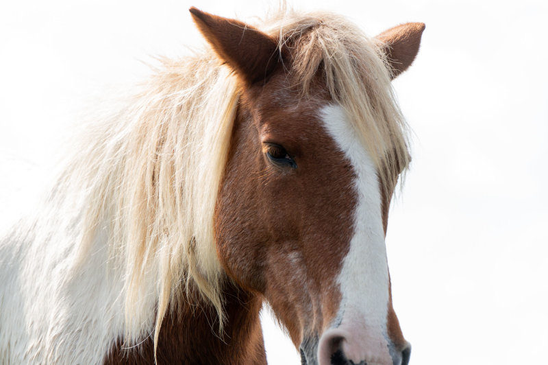 Pony without a nose-4478.jpg
