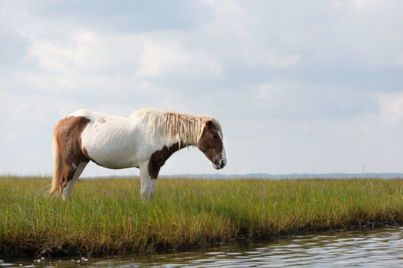 Pony on the edge-4486.jpg