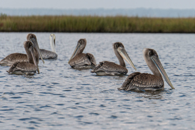Pelican 1-4507.jpg