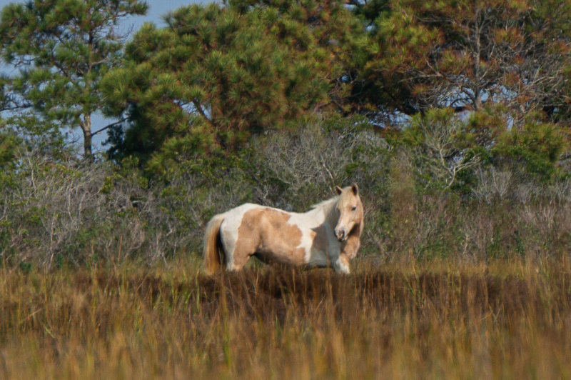 First Pony-4405.jpg