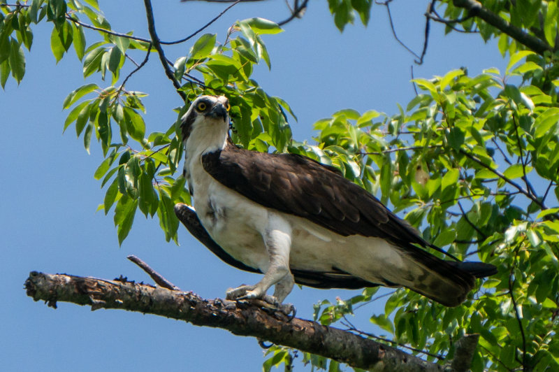 Osprey 10June2022-4914.jpg