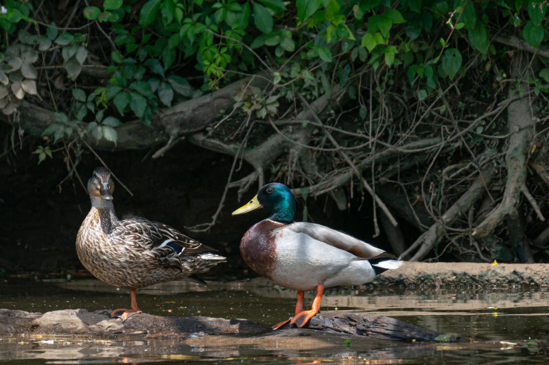Mallard Parents 10June2022-4918.jpg