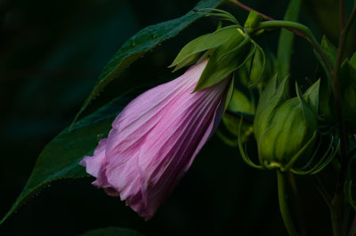 hibiscus 30 JULY 2019-1893.jpg