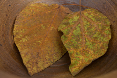 Leaves in Bowl-7301.jpg