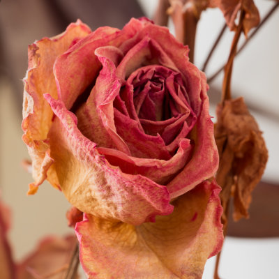 An Aged Rose lowered whites 30AUG2019-7292.jpg