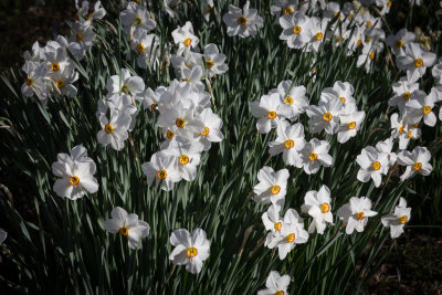 Morning Daffodils -7945.jpg