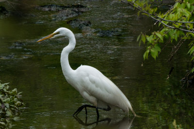 Egret exported full size-2574.jpg