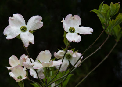Dogwood Cropped2-8055.jpg