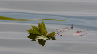 LeafLumsPond-2562.jpg