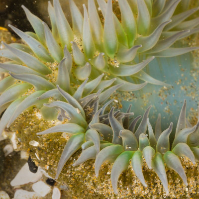 Anemone_2048_on_the_long_side-3335.jpg