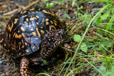 Turtle1-0084.jpg