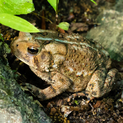 Toad2-0049.jpg