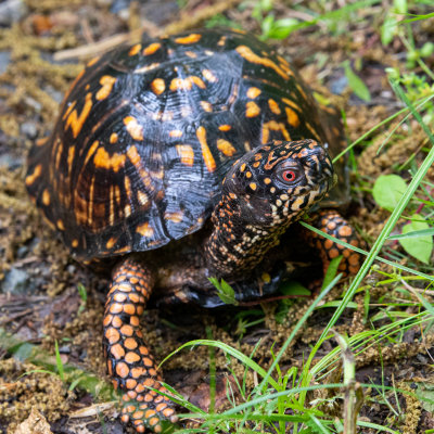Turtle2-0085.jpg