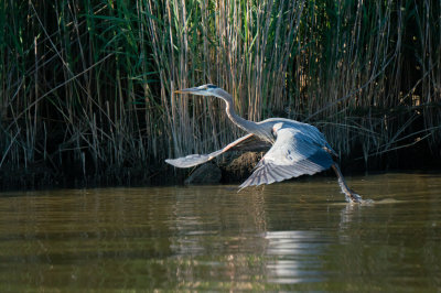 Mariners Point Heron-2848.jpg