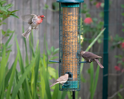 Cleared For Landing-0197.jpg