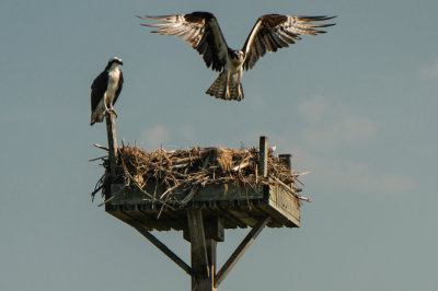 Osprey Landing29JUNE2020-2963.jpg