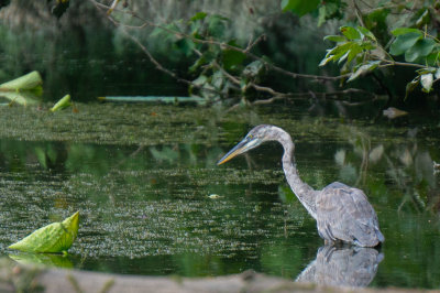 Heron_1_SwanCreek-3088.jpg