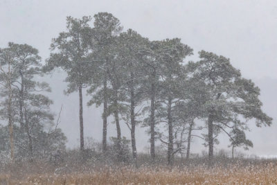 EasternNeckLoblollyFamilyInSnow-1990.jpg