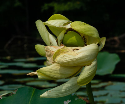 Lotus In Transition-3983.jpg
