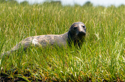 Seal1-3931.jpg