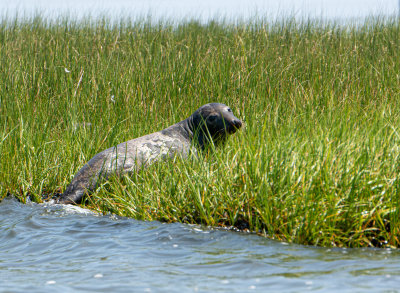 Seal2-3879.jpg