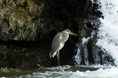 Heron At The Waterfall-3039.jpg